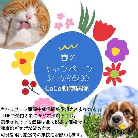 coco 動物 病院で最先端の医療を体験