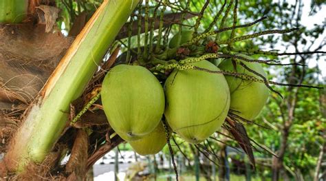 coconut fertilization