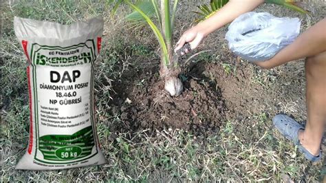 coconut fertilizer