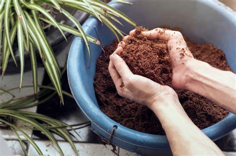 coconut fiber for plants