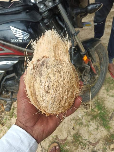 coconut rate in tiptur