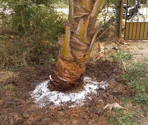 coconut tree fertilizer