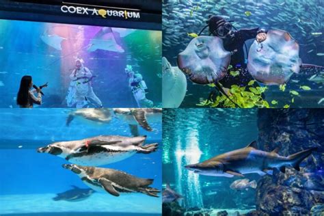 coex 水族館：探索海洋世界的瑰寶