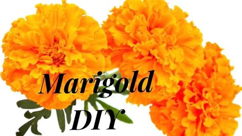 coffee filter marigolds