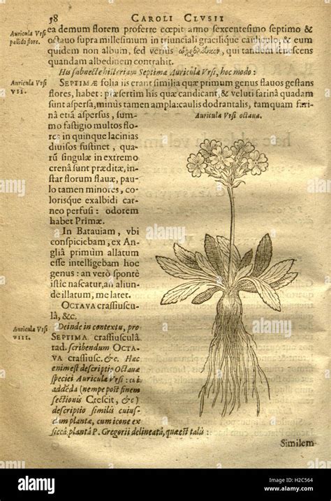 cognitarum stirpium enumeratione plantarum descriptarum Reader