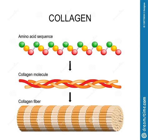 collagen