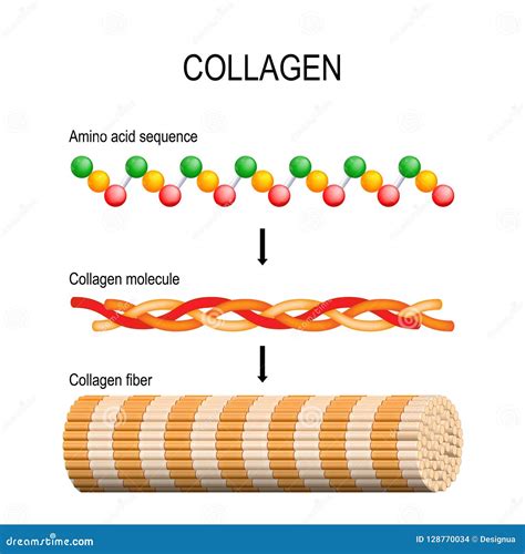 collagen structure and mechanics Kindle Editon