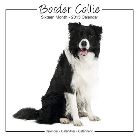 collie calendar breed specific collie calendar 2015 wall calendars dog calendars monthly wall calendar Doc