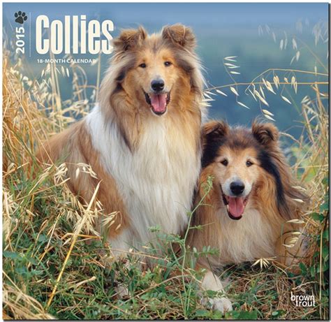 collies 2015 square 12x12 multilingual edition PDF