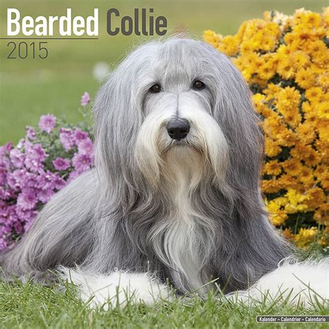 collies calendar 2015 wall calendars dog calendars monthly wall calendar by magnum Reader