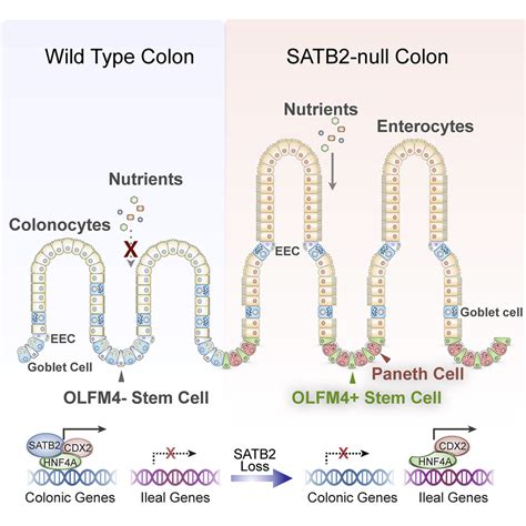 colon conversion