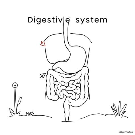 coloring the digestive system answer Epub