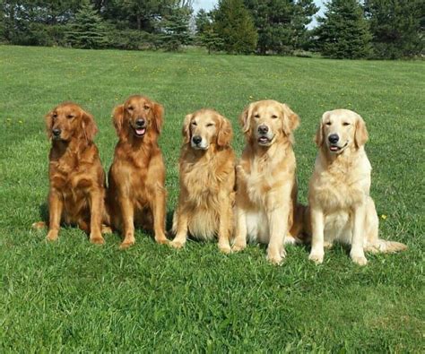 colors of golden retrievers