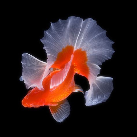 coloured illustrations of exotic aquarium fishes in japanese Epub