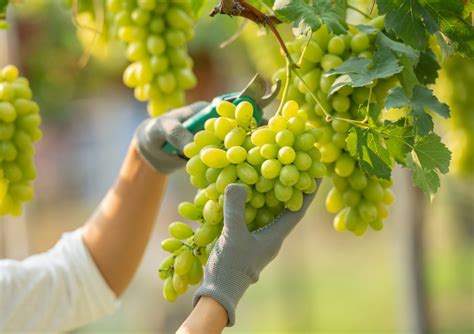 comer doze uvas no ano novo