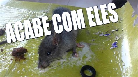 como acaba com os ratos