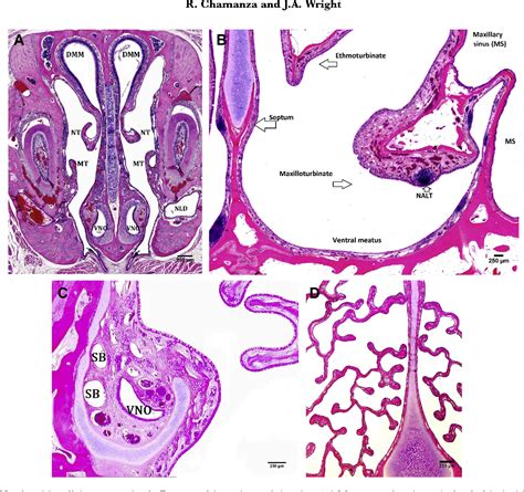comparative anatomy and histology comparative anatomy and histology Kindle Editon