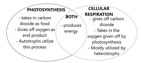 compare and contrast photosynthesis and cellular respiration Epub
