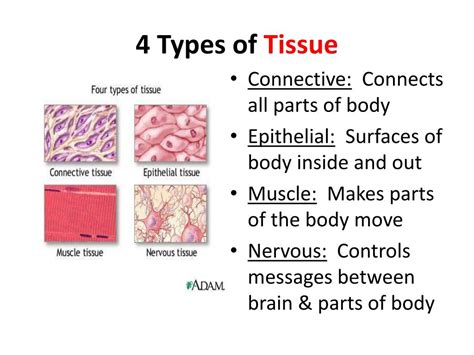 compare the four type of tissues Epub