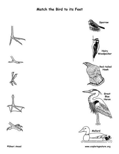 comparing adaptations of birds answers Doc