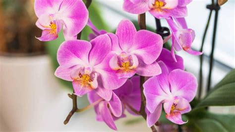 complete guide to orchids complete guide to orchids Doc