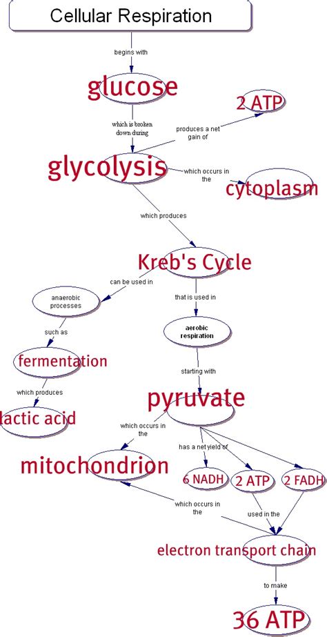 concept map cell respiration answer key Doc