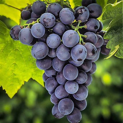 concord grape