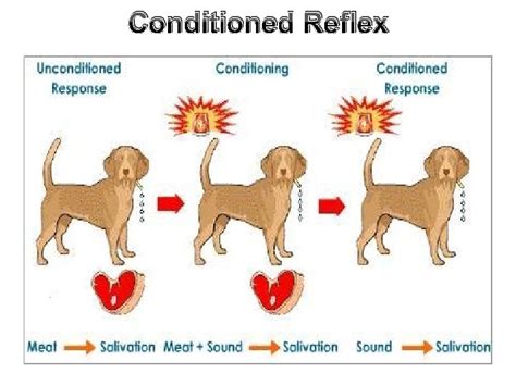 conditioned reflexes Doc