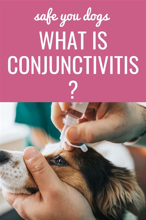 conjunctivitis cure for dogs