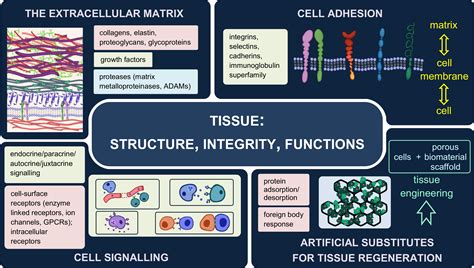 connective tissue matrix topics in molecular and structural biology Kindle Editon