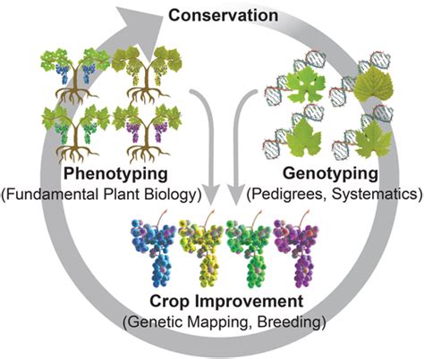 conservation relatives woody perennial crops Epub