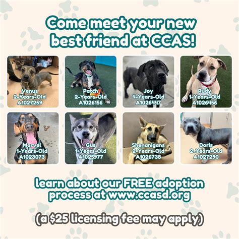 contra costa animal rescue