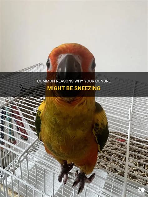 conure continuosly sneezing