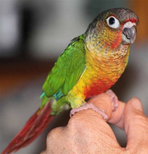 conure green cheek price