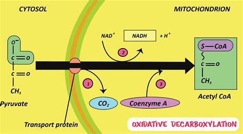 conversion of pyruvate to acetyl coa