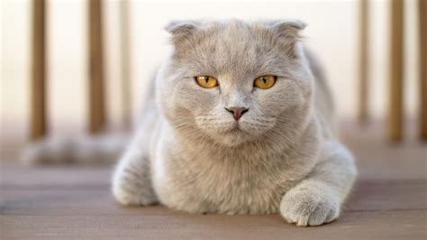 coolest cat breeds