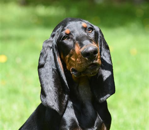 coon hound