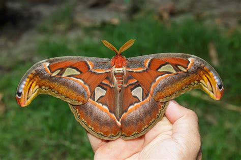 coral island atlas moth