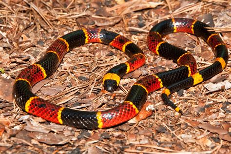 coral snakes of the americas biology identification and venoms Kindle Editon