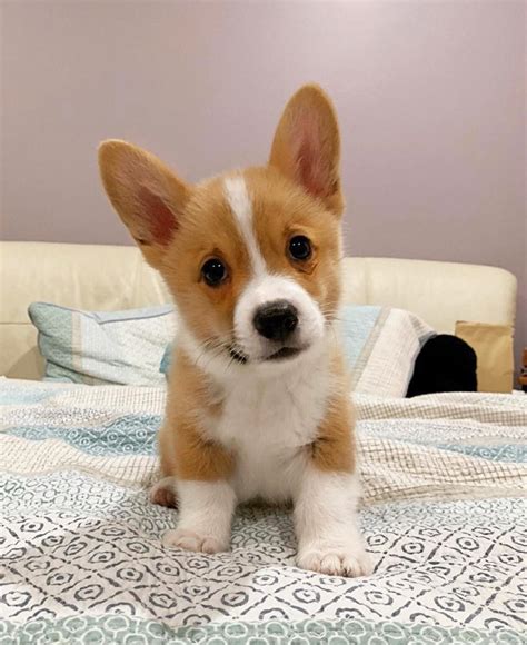 corgi near me for sale