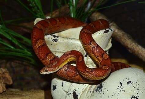 corn snake feeding