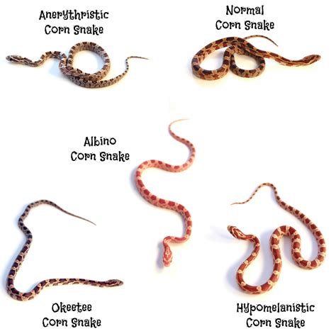 corn snake morphs pictures PDF
