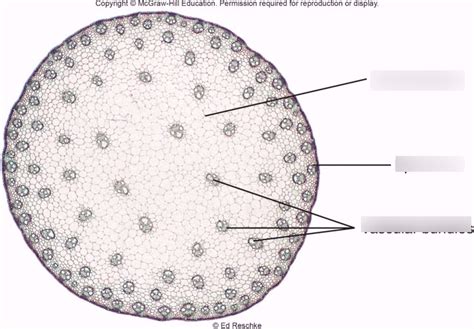 corn stem typical monocot zea diagram Epub