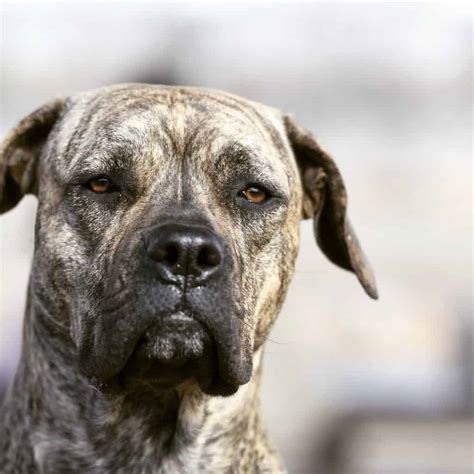 corso mastiff