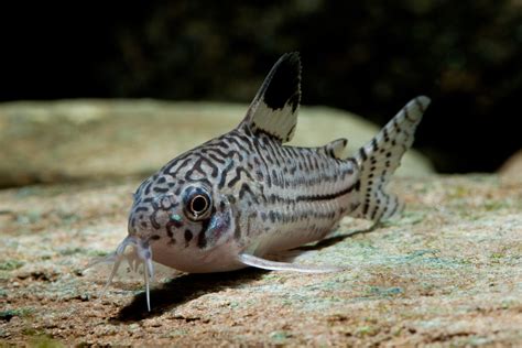 corydoras