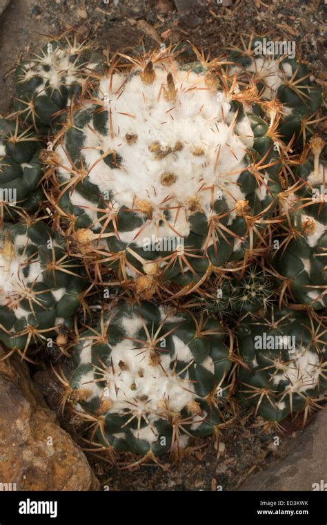 coryphantha cacti of mexico and southern usa PDF
