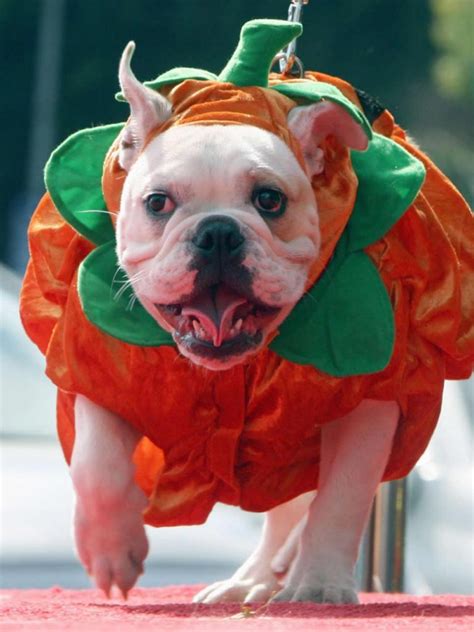 costume for dog