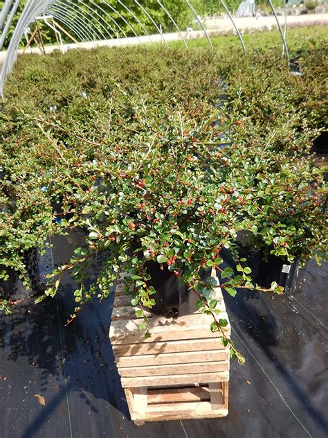 cotoneaster tree fertilizer