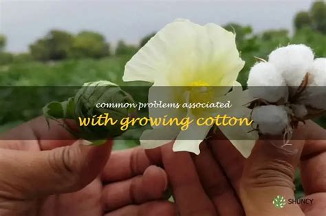 cotton growing problems Epub