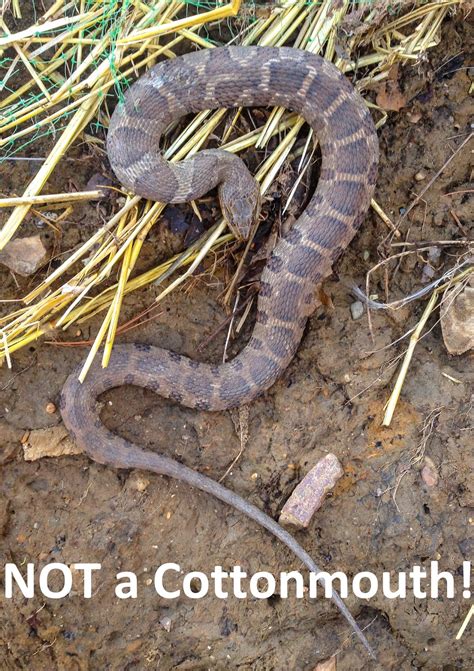 cottonmouth ohio